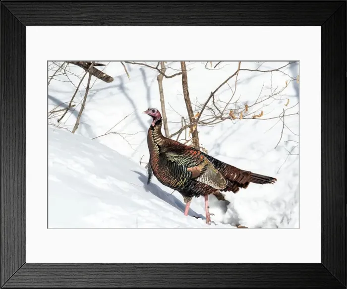Framed Print : Wild turkey (Meleagris gallopavo) Framed Print : Wild turkey (Meleagris gallopavo)