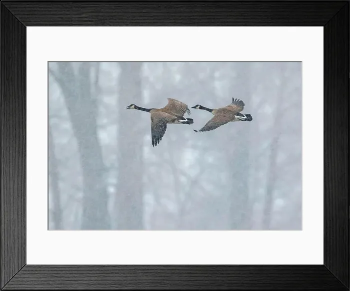 Framed Print : Canada geese (branta canadensis) Framed Print : Canada geese (branta canadensis)