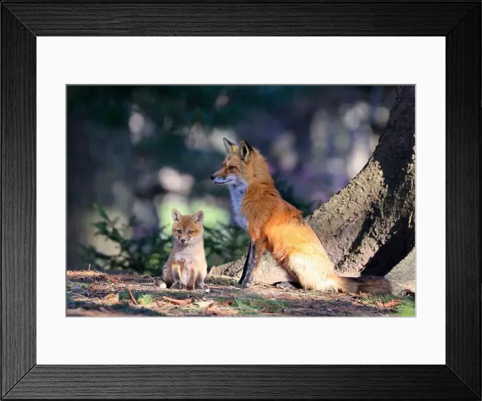 Framed Print : Portrait of mother red fox and her baby in the forest, Canada Framed Print : Portrait of mother red fox and her baby in the forest, Canada
