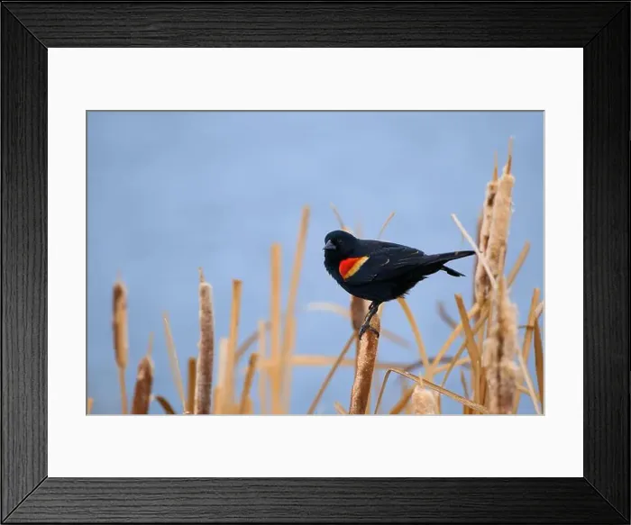 Framed Print : Sergeant Blackbird: Exploring the Wilderness of Canada's Migratory Avian Beauty Framed Print : Sergeant Blackbird: Exploring the Wilderness of Canada's Migratory Avian Beauty