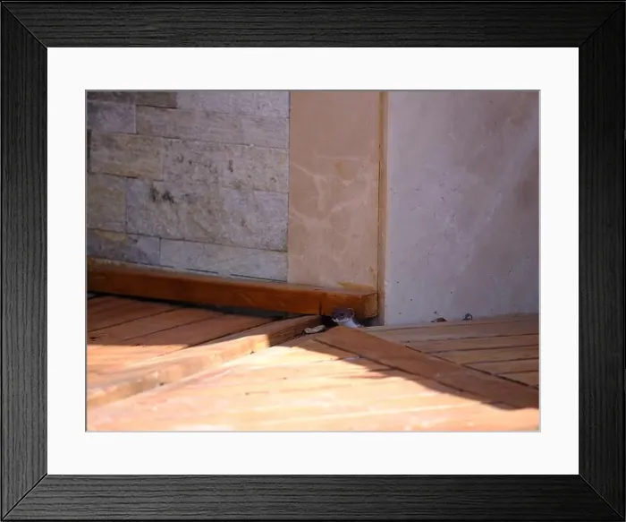 Framed Print : Weasel hiding in wooden floor in a hole outdoor in a sunny day