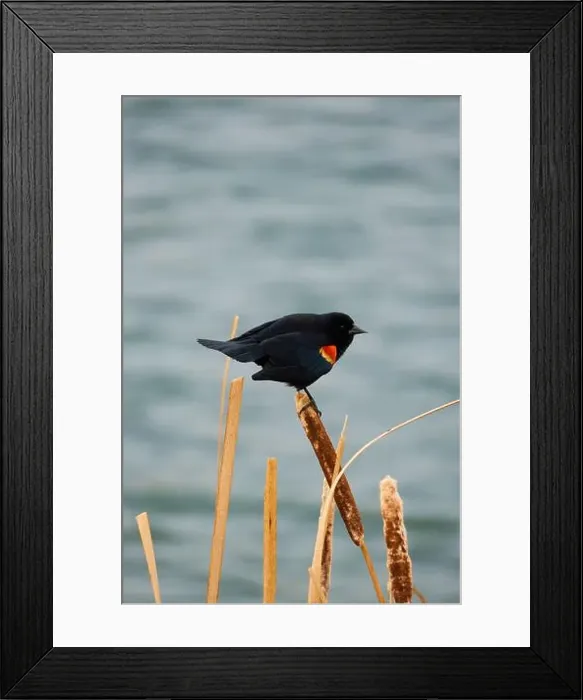 Framed Print : Sergeant Blackbird: Exploring the Wilderness of Canada's Migratory Avian Beauty