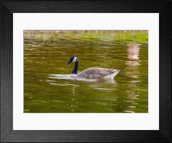 Framed Print : Grey wild goose, cute Water Birds Geese and Chicks at Lake