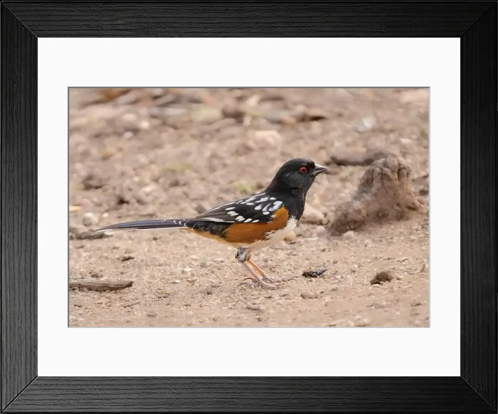 Framed Print : A Spotted Towhee in Arizona Framed Print : A Spotted Towhee in Arizona