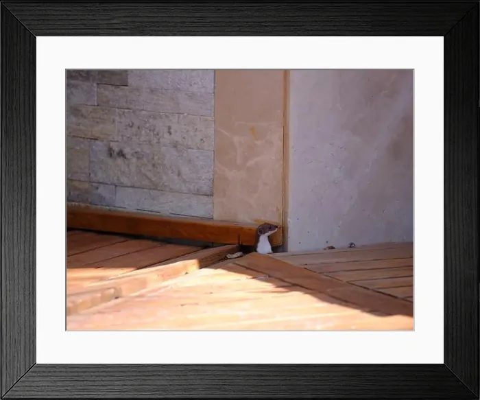 Framed Print : Weasel hiding in wooden floor in a hole outdoor in a sunny day Framed Print : Weasel hiding in wooden floor in a hole outdoor in a sunny day