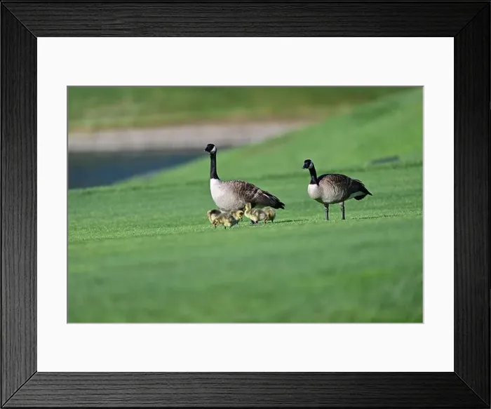 Framed Print : Canada Geese with Goslings on Golf Course Framed Print : Canada Geese with Goslings on Golf Course