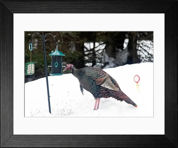 Framed Print : Wild turkey (Meleagris gallopavo) Framed Print : Wild turkey (Meleagris gallopavo)