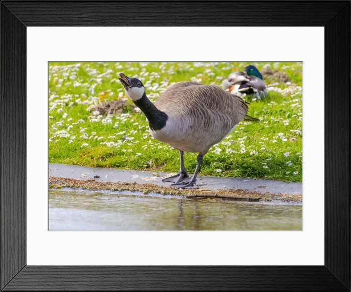 Framed Print : Grey wild goose, cute Water Birds Geese and Chicks at Lake Framed Print : Grey wild goose, cute Water Birds Geese and Chicks at Lake