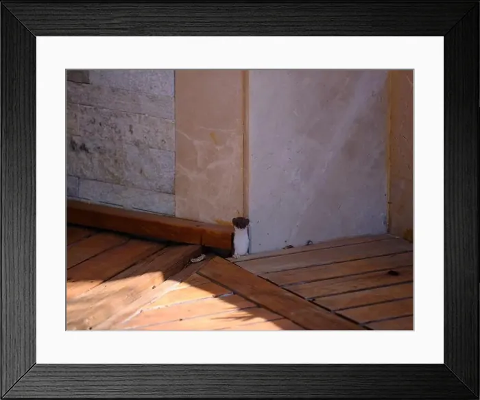 Framed Print : Weasel hiding in wooden floor in a hole outdoor in a sunny day