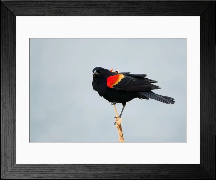 Framed Print : Sergeant Blackbird: Exploring the Wilderness of Canada's Migratory Avian Beauty