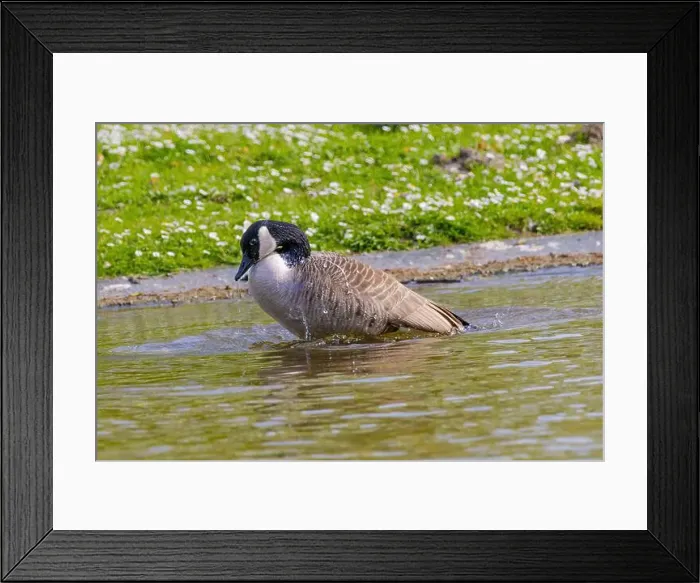 Framed Print : Grey wild goose, cute Water Birds Geese and Chicks at Lake Framed Print : Grey wild goose, cute Water Birds Geese and Chicks at Lake