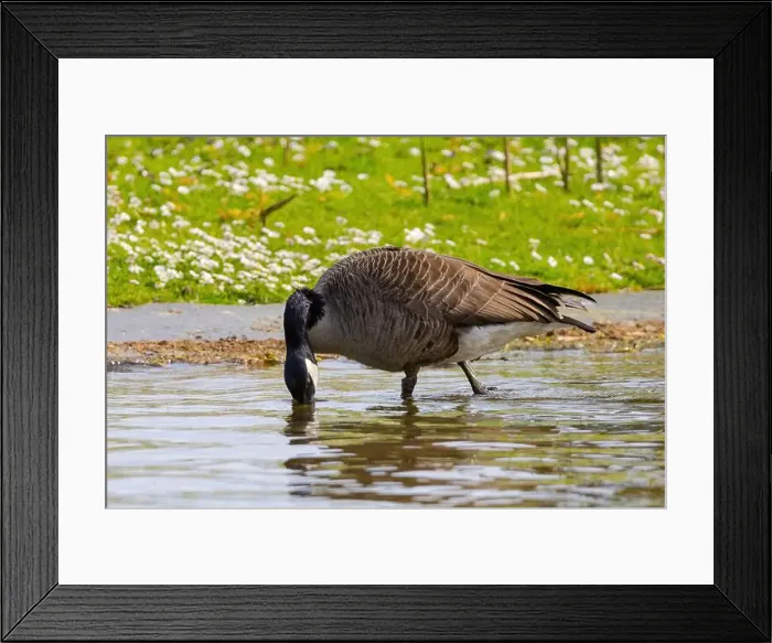 Framed Print : Grey wild goose, cute Water Birds Geese and Chicks at Lake