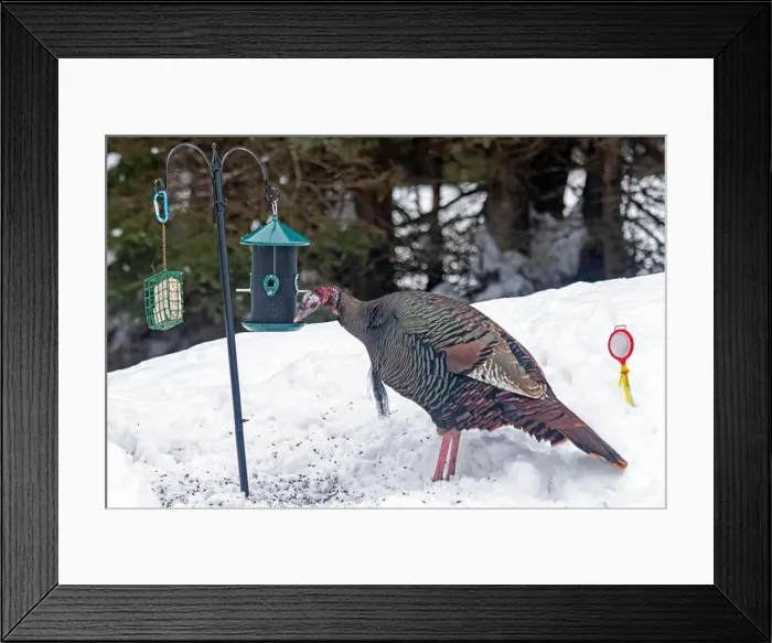Framed Print : Wild turkey (Meleagris gallopavo) Framed Print : Wild turkey (Meleagris gallopavo)