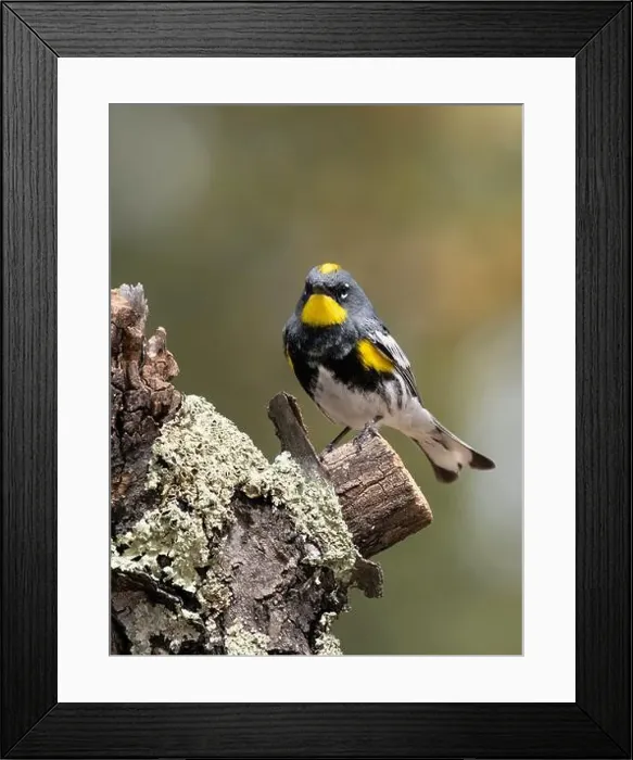 Framed Print : Audubon Yellow-rumped Warbler Male in Breeding Color Framed Print : Audubon Yellow-rumped Warbler Male in Breeding Color