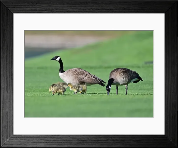 Framed Print : Canada Geese with Goslings on Golf Course Framed Print : Canada Geese with Goslings on Golf Course