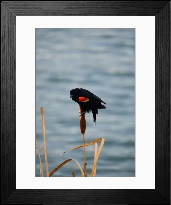 Framed Print : Sergeant Blackbird: Exploring the Wilderness of Canada's Migratory Avian Beauty Framed Print : Sergeant Blackbird: Exploring the Wilderness of Canada's Migratory Avian Beauty