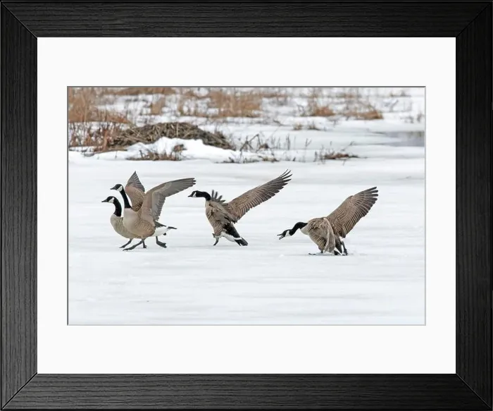 Framed Print : Canada geese (branta canadensis) Framed Print : Canada geese (branta canadensis)