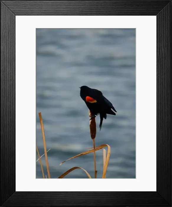 Framed Print : Sergeant Blackbird: Exploring the Wilderness of Canada's Migratory Avian Beauty Framed Print : Sergeant Blackbird: Exploring the Wilderness of Canada's Migratory Avian Beauty