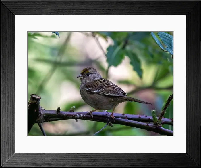Framed Print : Handsome sparrow with black crown Framed Print : Handsome sparrow with black crown