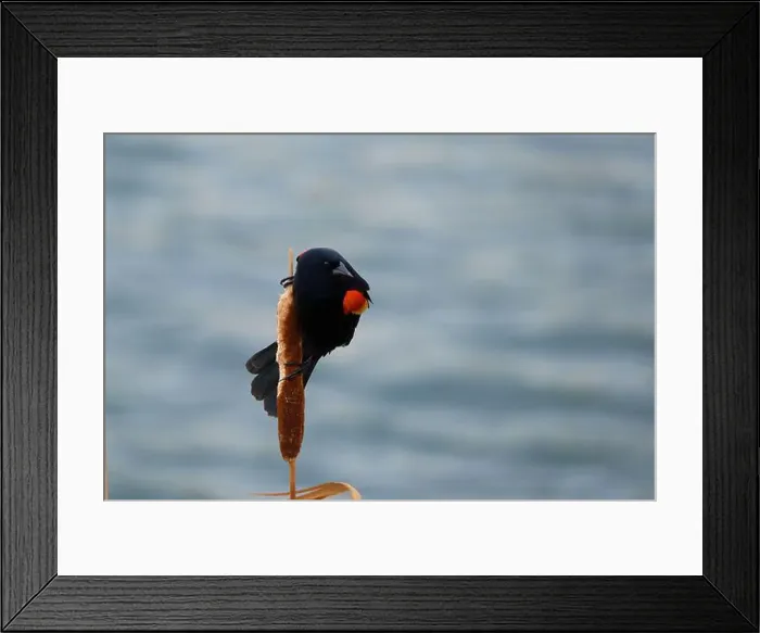 Framed Print : Sergeant Blackbird: Exploring the Wilderness of Canada's Migratory Avian Beauty Framed Print : Sergeant Blackbird: Exploring the Wilderness of Canada's Migratory Avian Beauty