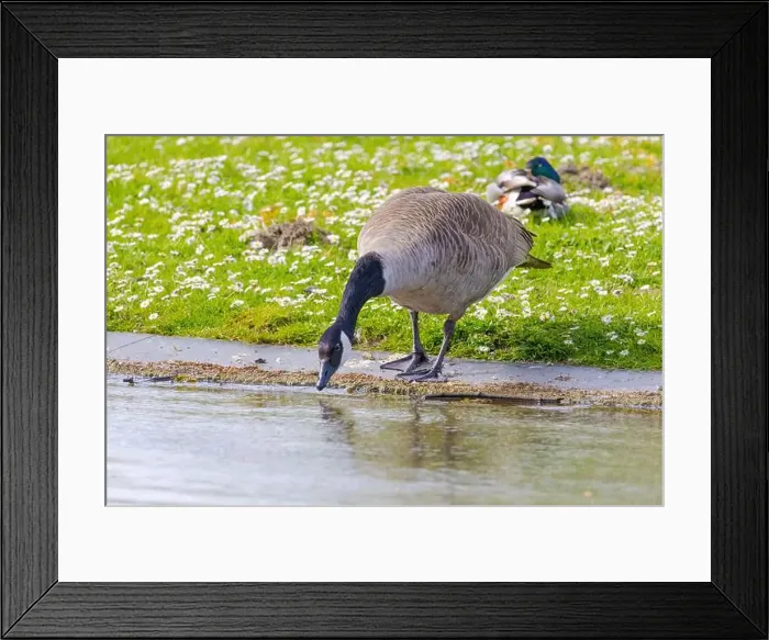 Framed Print : Grey wild goose, cute Water Birds Geese and Chicks at Lake Framed Print : Grey wild goose, cute Water Birds Geese and Chicks at Lake