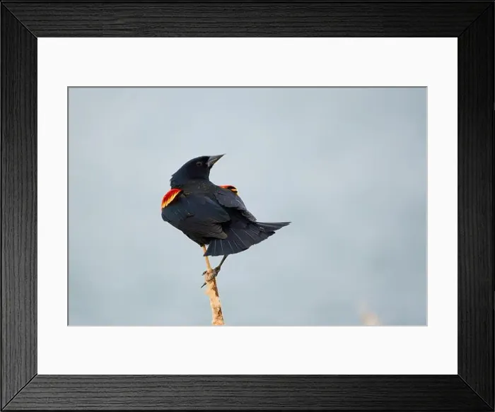 Framed Print : Sergeant Blackbird: Exploring the Wilderness of Canada's Migratory Avian Beauty Framed Print : Sergeant Blackbird: Exploring the Wilderness of Canada's Migratory Avian Beauty