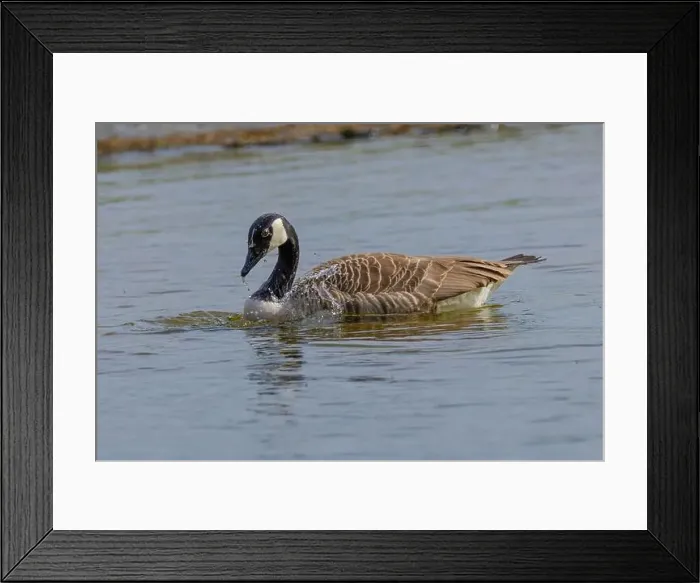 Framed Print : Grey wild goose, cute Water Birds Geese and Chicks at Lake
