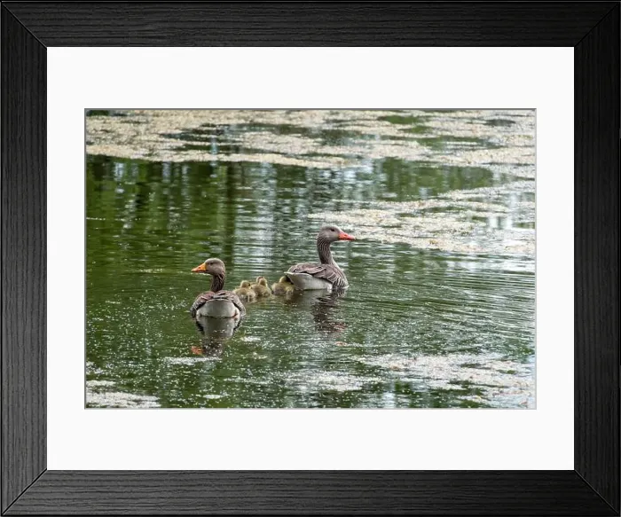 Framed Print : A family of geese swimming with their chicks on the pond Framed Print : A family of geese swimming with their chicks on the pond