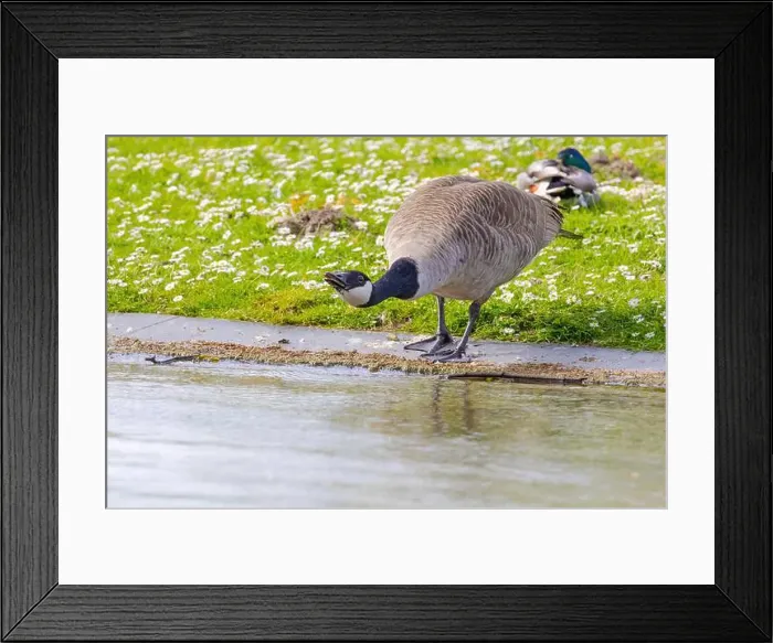Framed Print : Grey wild goose, cute Water Birds Geese and Chicks at Lake