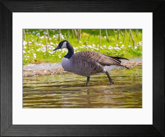 Framed Print : Grey wild goose, cute Water Birds Geese and Chicks at Lake
