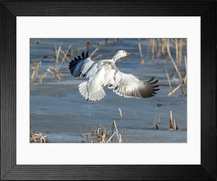 Framed Print : Snow goose (Anser caerulescens) Framed Print : Snow goose (Anser caerulescens)