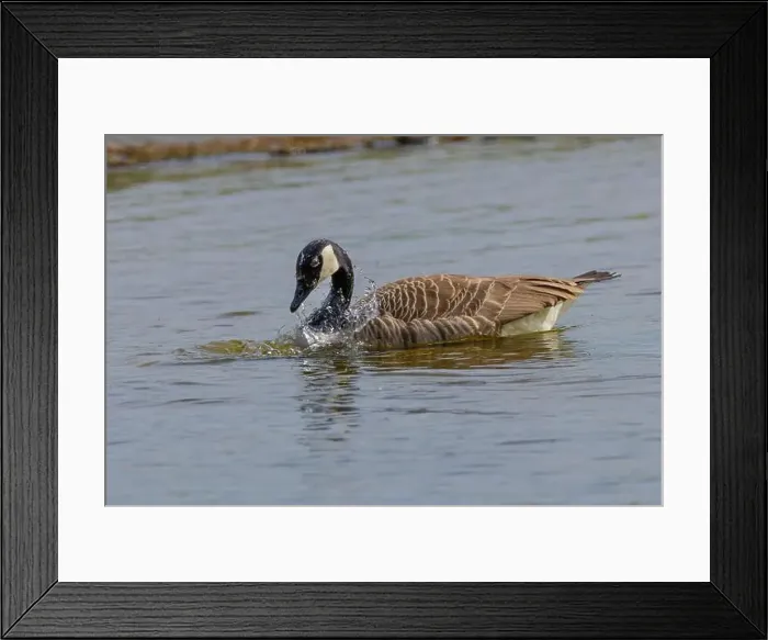 Framed Print : Grey wild goose, cute Water Birds Geese and Chicks at Lake