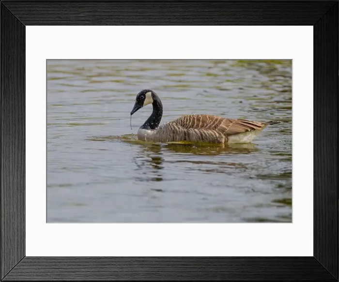 Framed Print : Grey wild goose, cute Water Birds Geese and Chicks at Lake