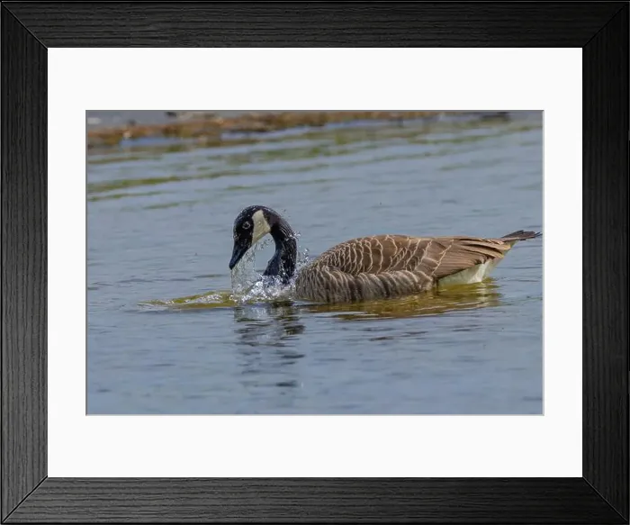 Framed Print : Grey wild goose, cute Water Birds Geese and Chicks at Lake