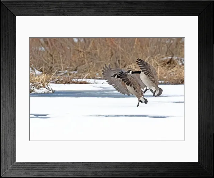 Framed Print : Canada geese (branta canadensis) Framed Print : Canada geese (branta canadensis)