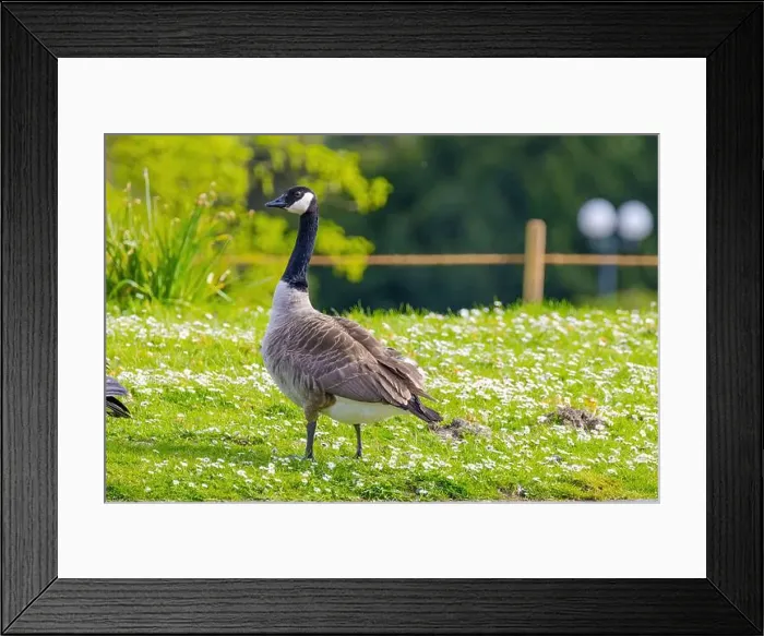 Framed Print : Grey wild goose, cute Water Birds Geese and Chicks at Lake