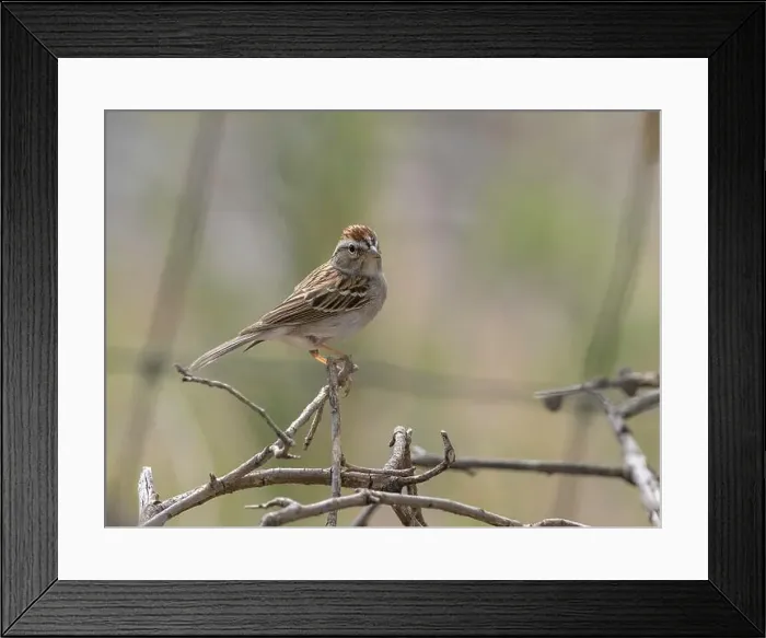 Framed Print : A Chipping Sparrow, Spizella passerina in Arizona Framed Print : A Chipping Sparrow, Spizella passerina in Arizona
