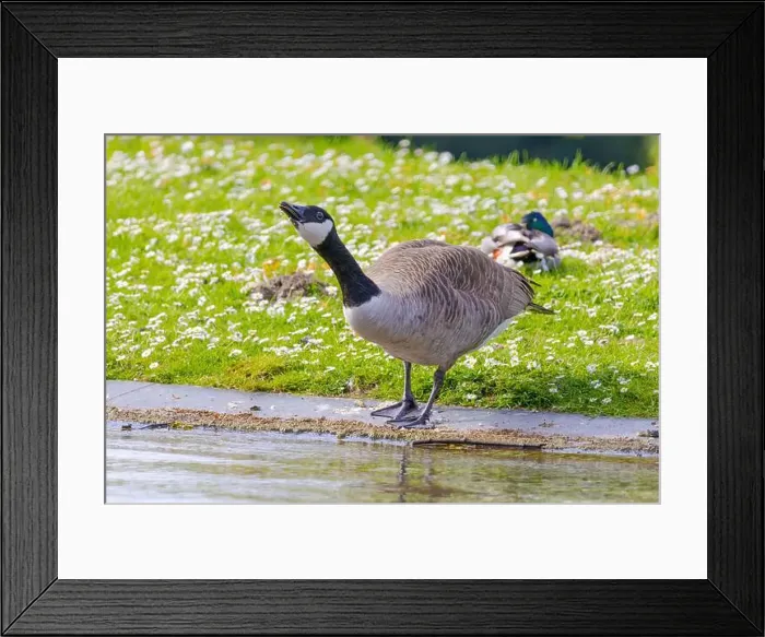 Framed Print : Grey wild goose, cute Water Birds Geese and Chicks at Lake