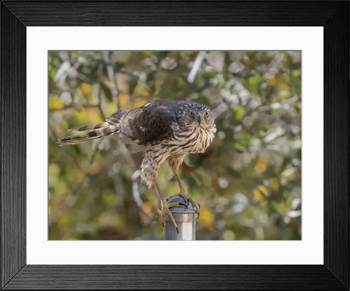 Framed Print : Juvenile Cooper's Hawk in Arizona Framed Print : Juvenile Cooper's Hawk in Arizona