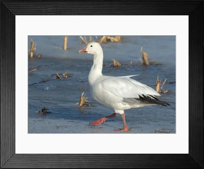 Framed Print : Snow goose (Anser caerulescens) Framed Print : Snow goose (Anser caerulescens)