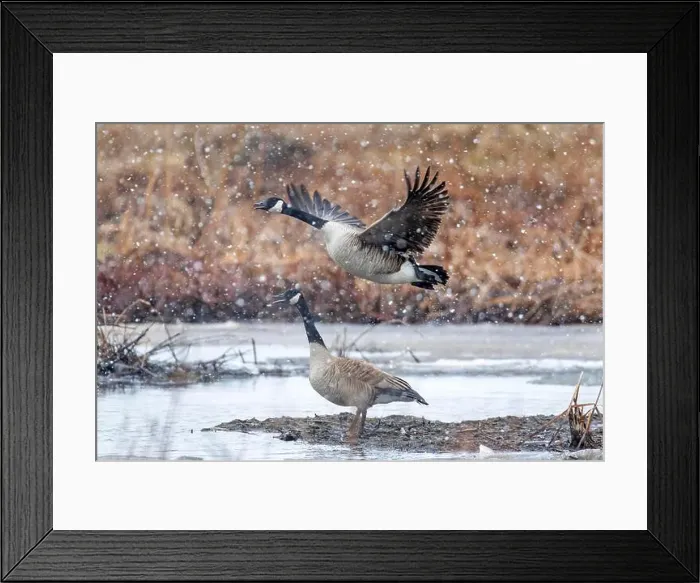 Framed Print : Canada geese (branta canadensis) Framed Print : Canada geese (branta canadensis)