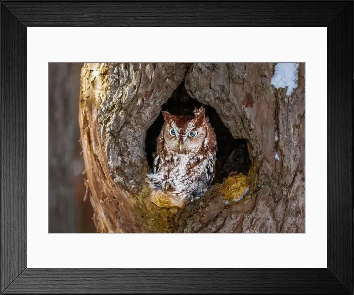 Framed Print : Western Screech Owl looking out of a tree hole Framed Print : Western Screech Owl looking out of a tree hole
