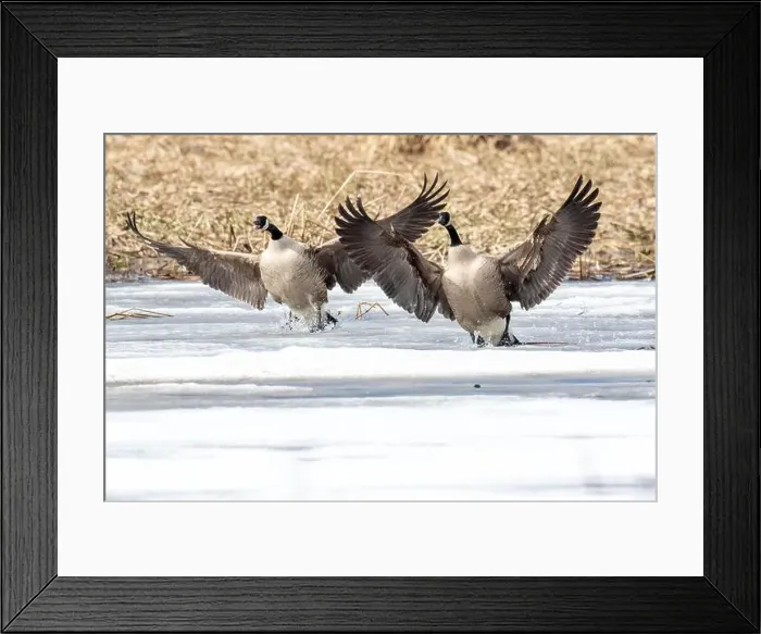 Framed Print : Canada geese (branta canadensis) Framed Print : Canada geese (branta canadensis)