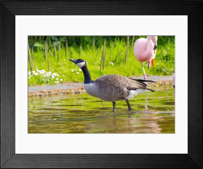 Framed Print : Grey wild goose, cute Water Birds Geese and Chicks at Lake