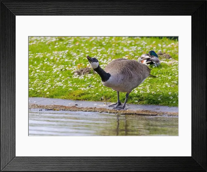 Framed Print : Grey wild goose, cute Water Birds Geese and Chicks at Lake
