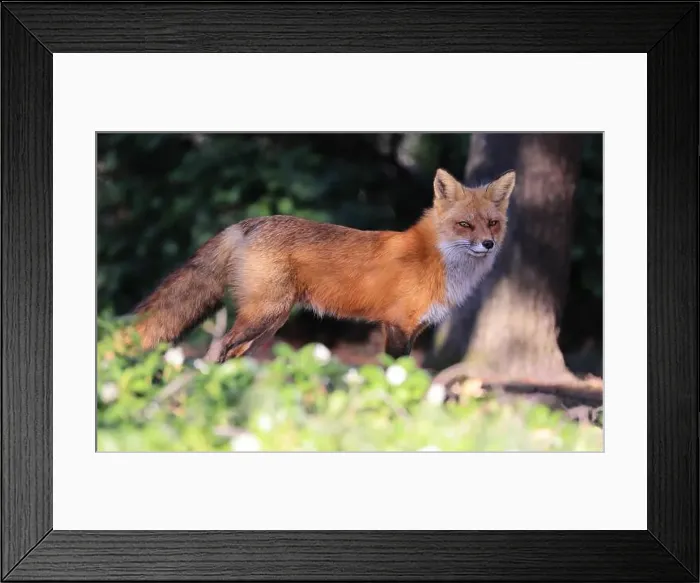 Framed Print : Red fox portrait close-up with green foreground Framed Print : Red fox portrait close-up with green foreground