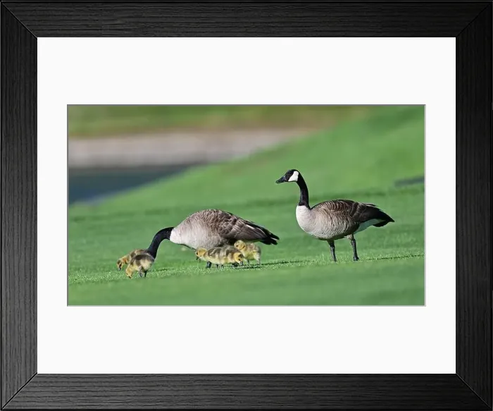Framed Print : Canada Geese with Goslings on Golf Course Framed Print : Canada Geese with Goslings on Golf Course