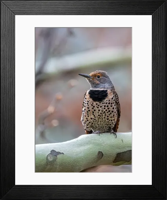 Framed Print : Northern or Common Flicker (Colaptes auratus) Framed Print : Northern or Common Flicker (Colaptes auratus)