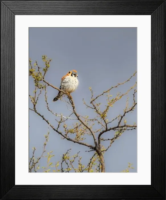 Framed Print : American Kestrel in Sierra Vista, Arizona Framed Print : American Kestrel in Sierra Vista, Arizona
