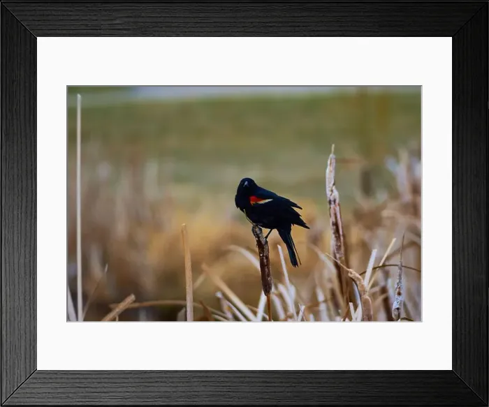 Framed Print : Sergeant Blackbird: Exploring the Wilderness of Canada's Migratory Avian Beauty Framed Print : Sergeant Blackbird: Exploring the Wilderness of Canada's Migratory Avian Beauty